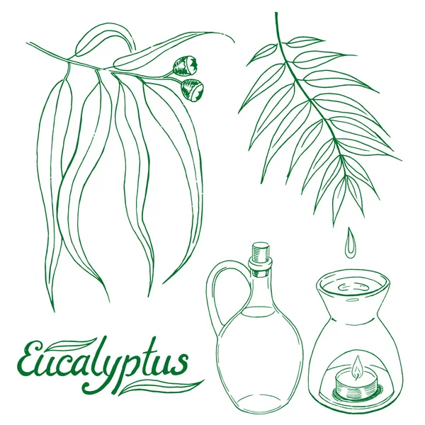 Daun Eucalyptus dan cabang - Stok Vektor