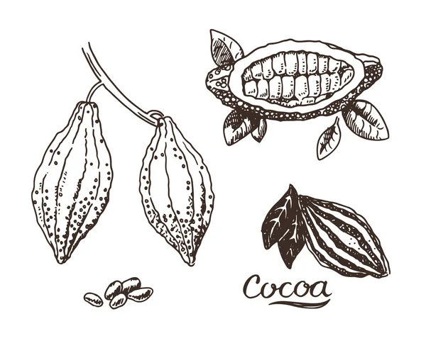 Hand dras kakao — Stock vektor