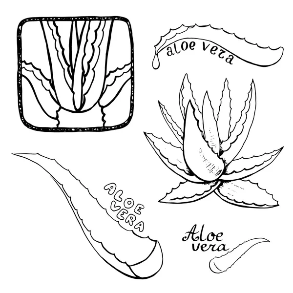 Aloe vera boceto dibujado a mano — Vector de stock