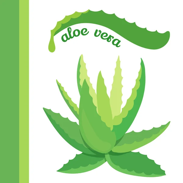 Aloe vera icon — Stock Vector