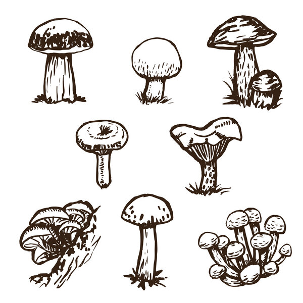 mushrooms sketch set.