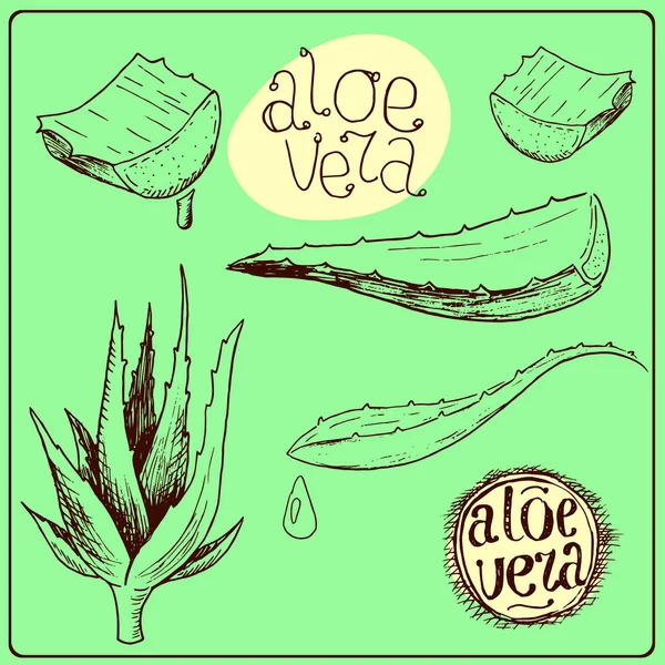 Colored drawing aloe vera — Stock Illustration Colored drawing aloe vera Stock Illustration