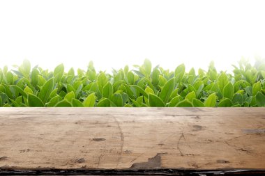 Beyaz zemin üzerine yeşil yaprakları ile ahşap masa