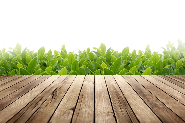 Mesa de madera con hojas verdes sobre fondo blanco — Foto de Stock