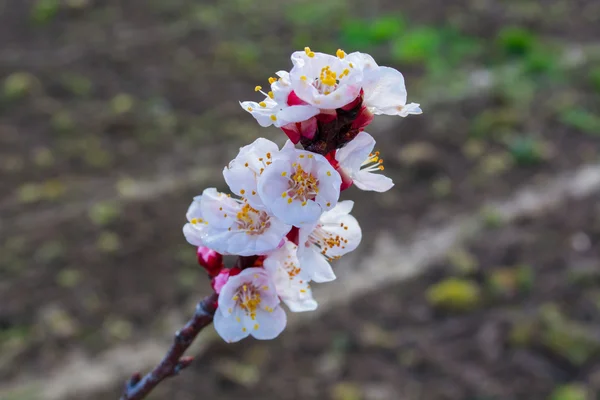 Flower of apricot — Stock Photo, Image