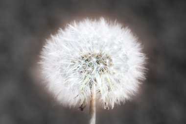 Soyut karahindiba içinde