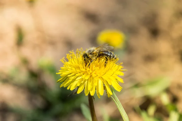 Včely na květu žlutá — Stock fotografie