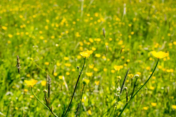 Fleurs jaunes et herbe verte — Photo