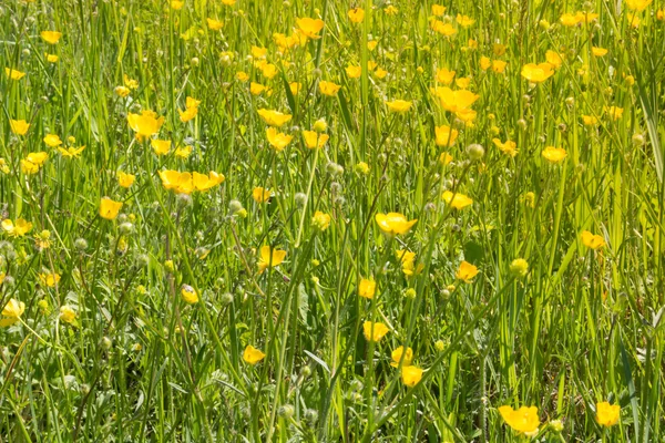 노란 꽃밭 — 스톡 사진