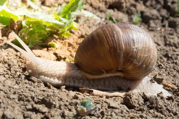 Snail on dirt — Stock Photo, Image