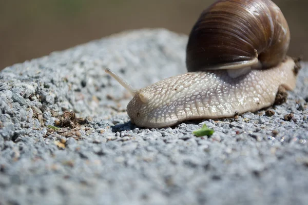 Snail on concrete block — Stock Photo, Image