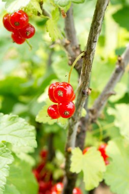 Bir dal üzerinde taze kırmızı kuş üzümü