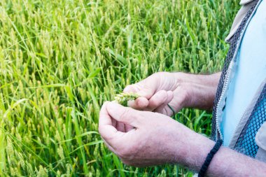 Çiftçiler el ve buğday