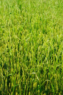 Yeşil buğday tarlası