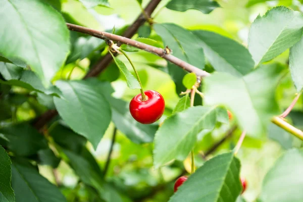 Ripe cherry on a twig — Stock Photo, Image