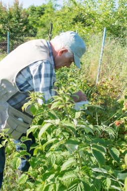 Ahududu güneşli günde toplama