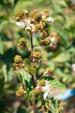 Bir dal üzerinde yeşil böğürtlen
