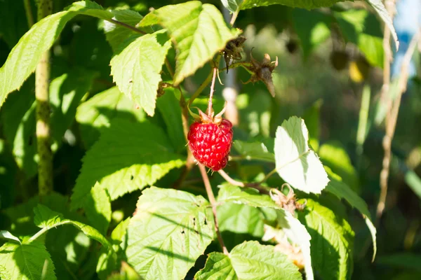 Raspberry on a twig — Stock Photo, Image