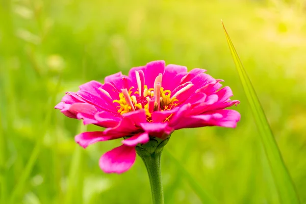 Flor rosa en la mañana soleada —  Fotos de Stock
