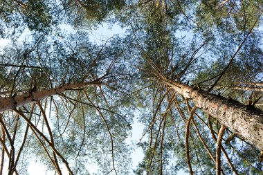 Ne zaman seyir çam ağaçları