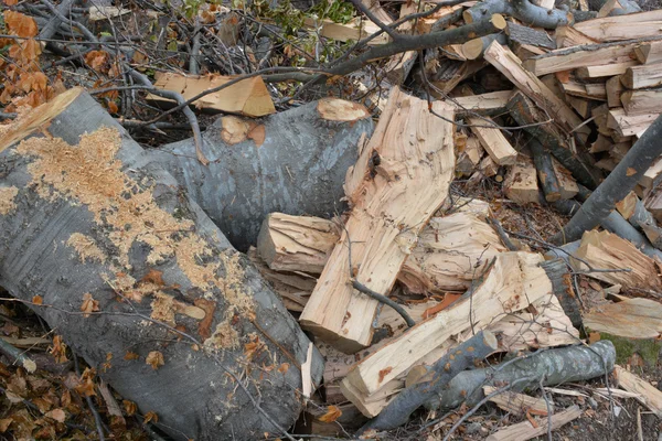 Troncos de haya —  Fotos de Stock