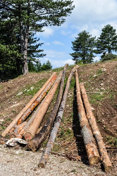 Pine logboeken — Stockfoto