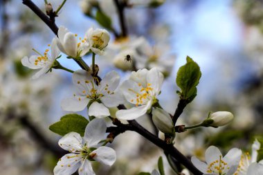 Doğada yaşamın ilkbaharda uyanması