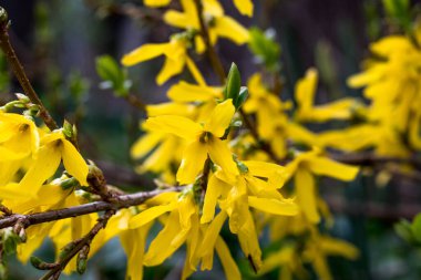 Doğada yaşamın ilkbaharda uyanması