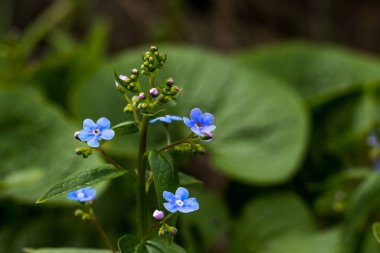 Doğada yaşamın ilkbaharda uyanması