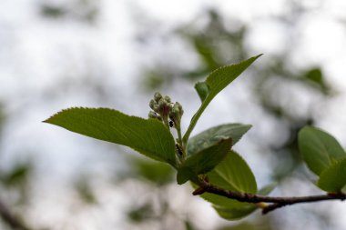 Doğada yaşamın ilkbaharda uyanması