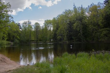 Sergievka Parkı 'nda bahar çiçekleri