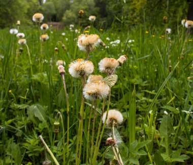 Sergievka Parkı 'nda bahar çiçekleri