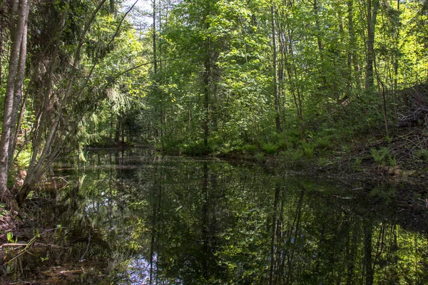 Fioritura Primaverile Nel Parco Sergievka — Foto Stock