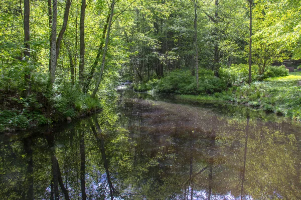 Frühjahrsblüte Sergijewka Park — Stockfoto