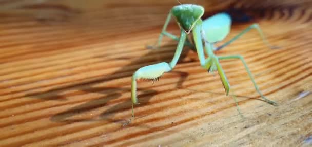 Mantis Curioso Andando Sobre Mesa — Vídeo de Stock