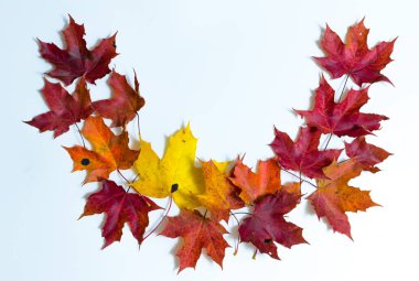 Renkli sonbahar akçaağaç yapraklarının desenleri