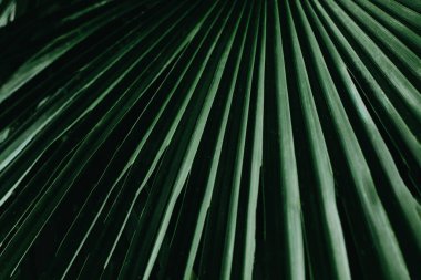 Yaratıcı tropikal yeşil yapraklar. Doğa bahar konsepti. Düz yatıyordu.