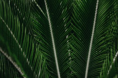 Yaratıcı tropikal yeşil yapraklar. Doğa bahar konsepti. Düz yatıyordu.