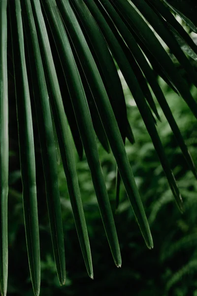 Yaratıcı tropikal yeşil yapraklar. Doğa bahar konsepti. Düz yatıyordu.