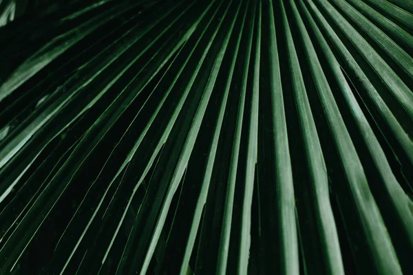 Yaratıcı tropikal yeşil yapraklar. Doğa bahar konsepti. Düz yatıyordu.