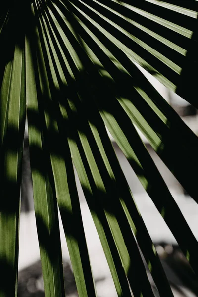 Yaratıcı tropikal yeşil yapraklar. Doğa bahar konsepti. Düz yatıyordu.