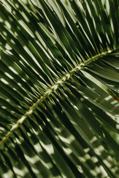 Yaratıcı tropikal yeşil yapraklar. Doğa bahar konsepti. Düz yatıyordu.