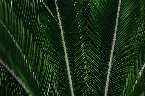 Yaratıcı tropikal yeşil yapraklar. Doğa bahar konsepti. Düz yatıyordu.