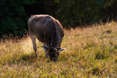 Dağlarda otlatma inek