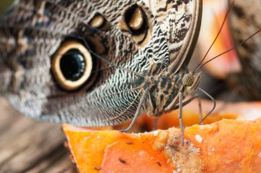 Portakal dilim Caligo kelebeği