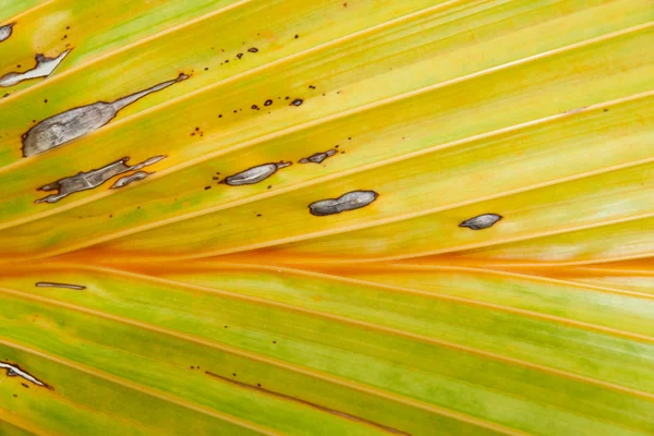 Sarı ve yeşil yaprak