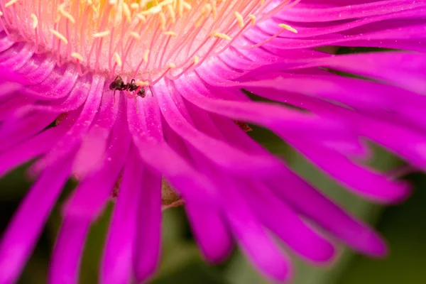 Karınca ile Fuşya çiçek