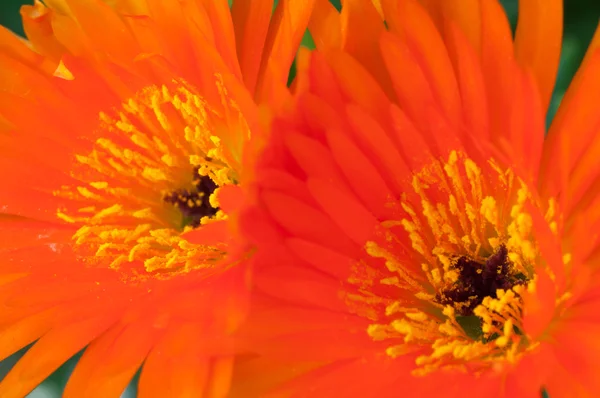Orange gerbera flower, stems and pistil