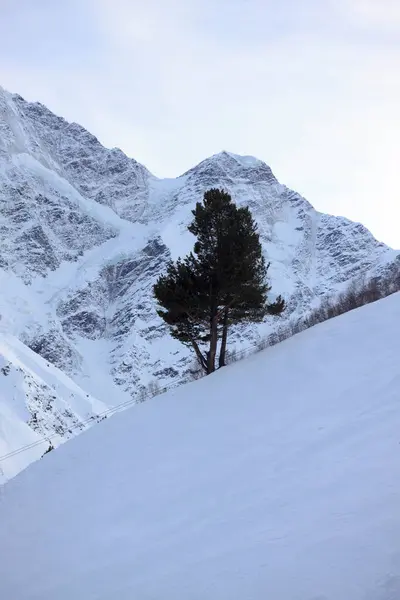 Paysage Hivernal Forêt Neige Sur Montagne Elbrus Station Ski République — Photo