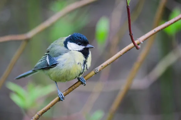 Titmouse on a branch — Stock Photo, Image